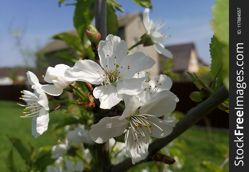 White, Flower, Flora, Blossom