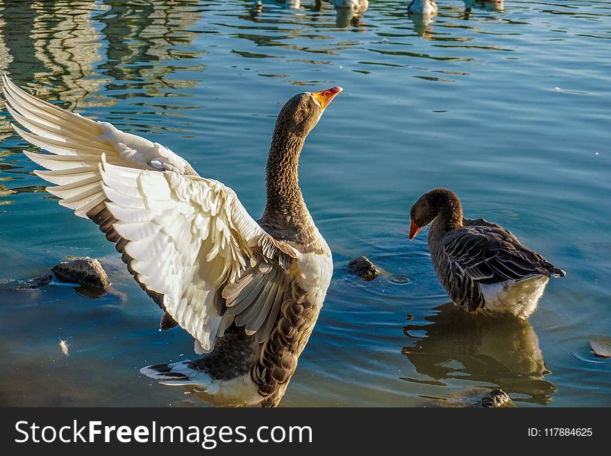 Bird, Water Bird, Water, Duck