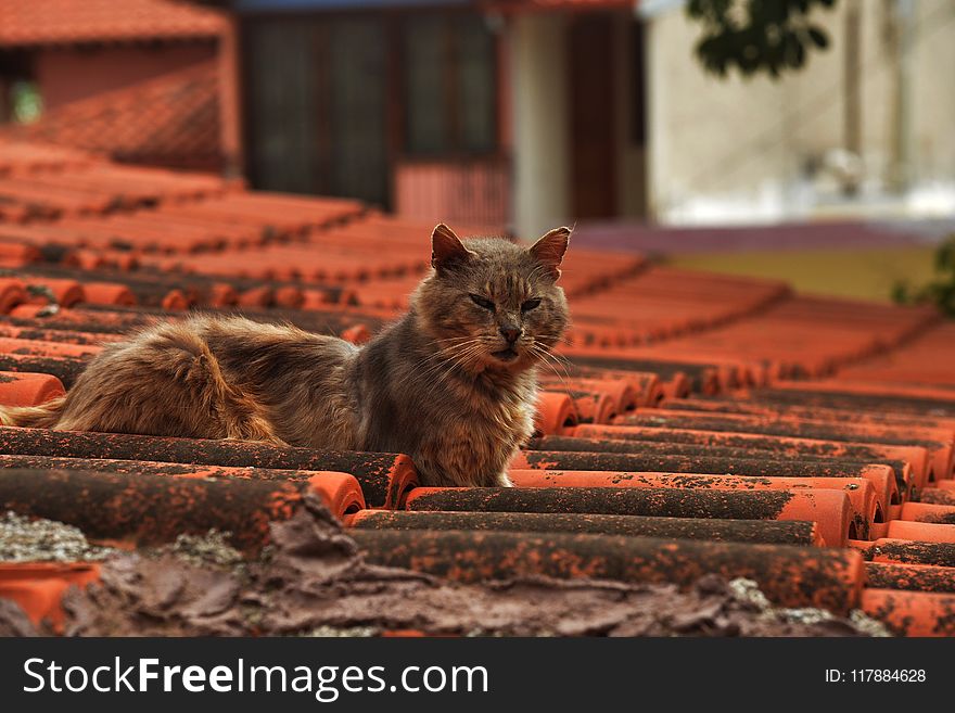 Cat, Small To Medium Sized Cats, Fauna, Whiskers