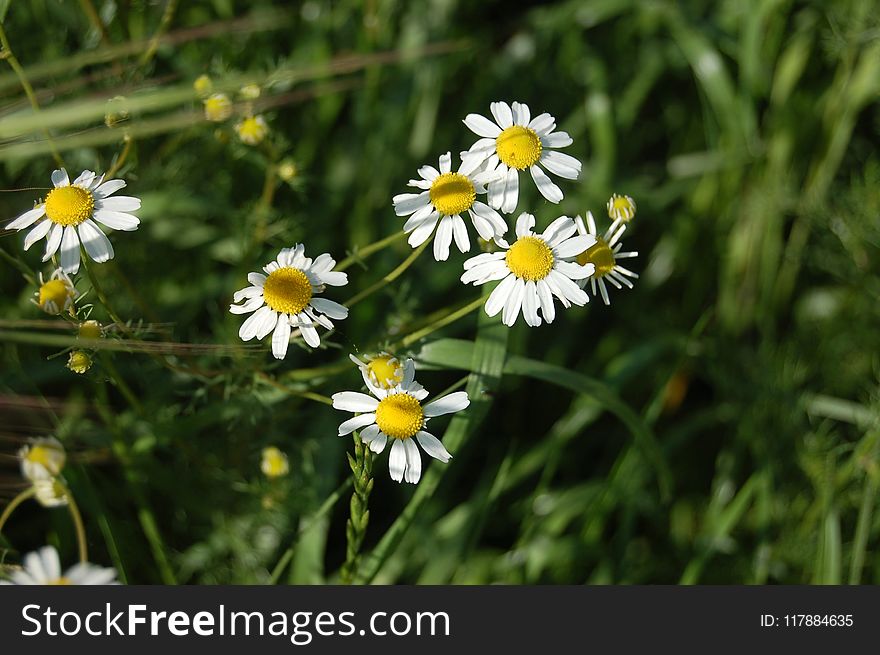 Flower, Chamaemelum Nobile, Flora, Plant