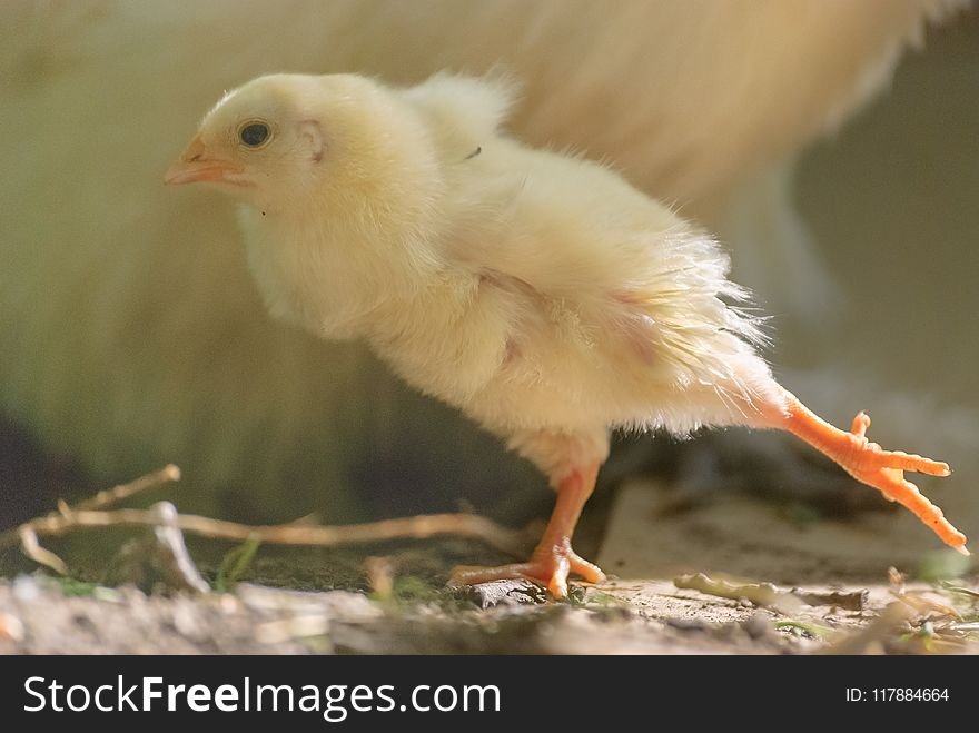 Beak, Bird, Fauna, Chicken