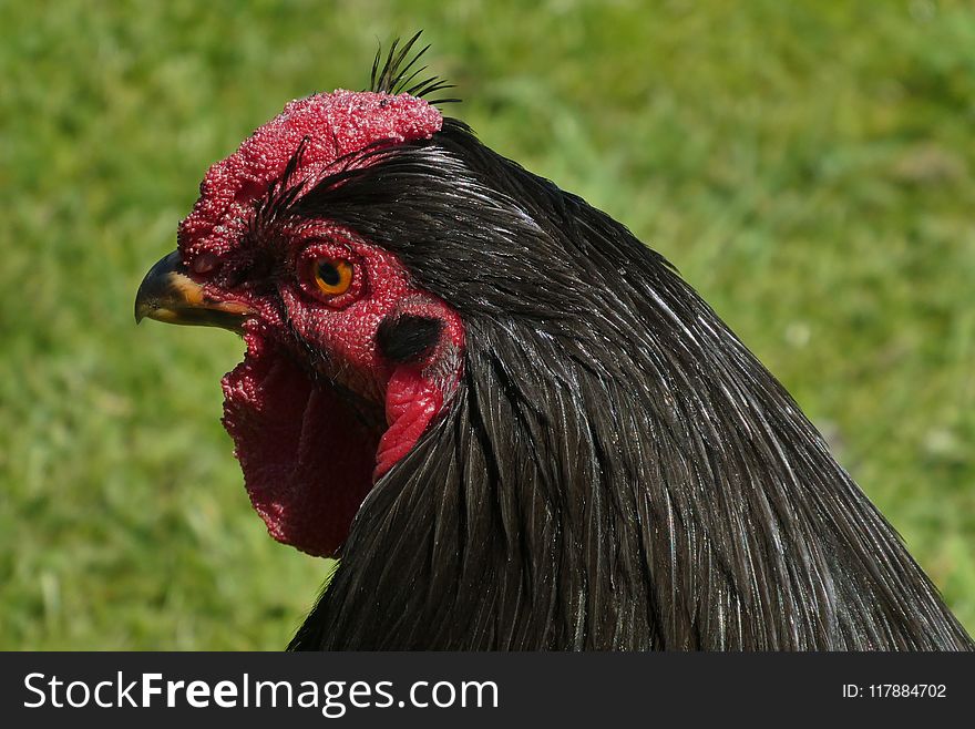 Chicken, Beak, Rooster, Galliformes