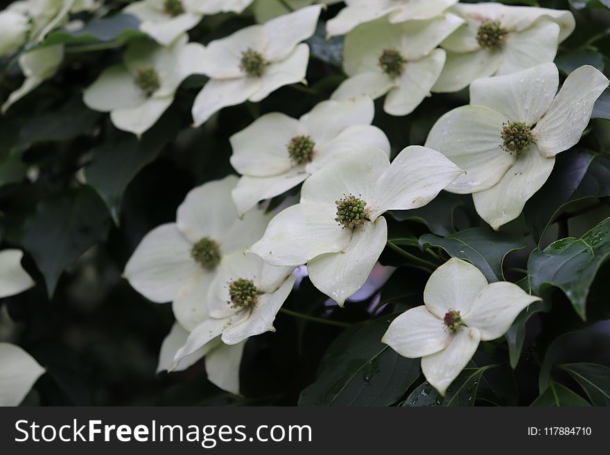 Flower, Plant, Flora, Flowering Plant