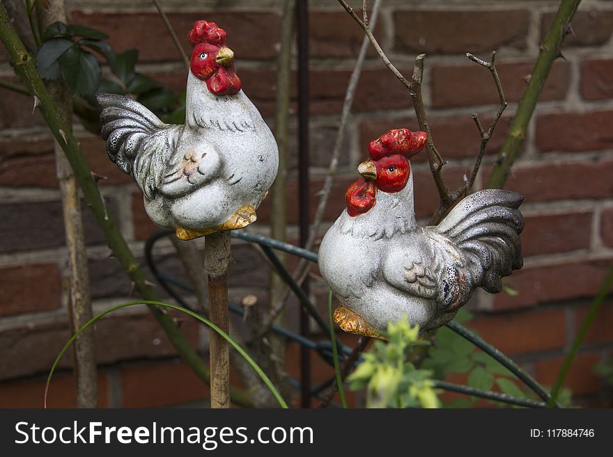 Chicken, Rooster, Galliformes, Bird