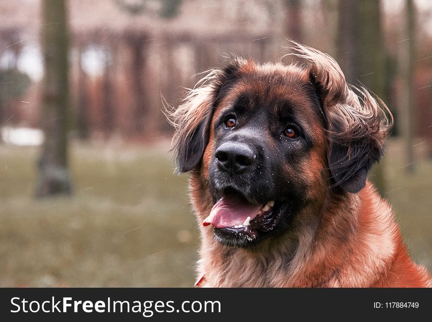 Dog, Dog Breed, Dog Like Mammal, Leonberger