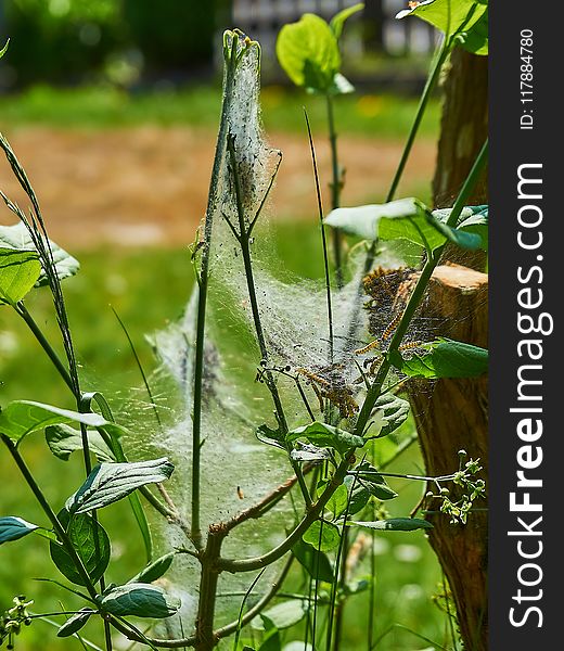 Flora, Vegetation, Plant, Leaf