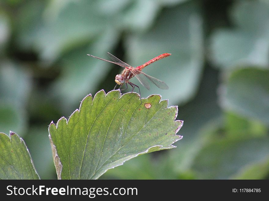 Insect, Invertebrate, Leaf, Fauna