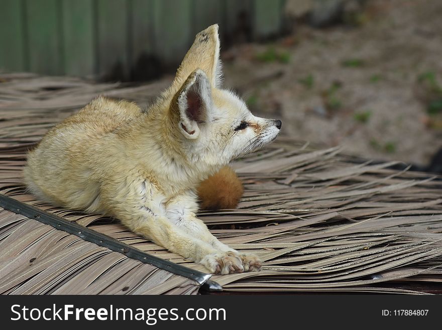 Fox, Fauna, Red Fox, Wildlife