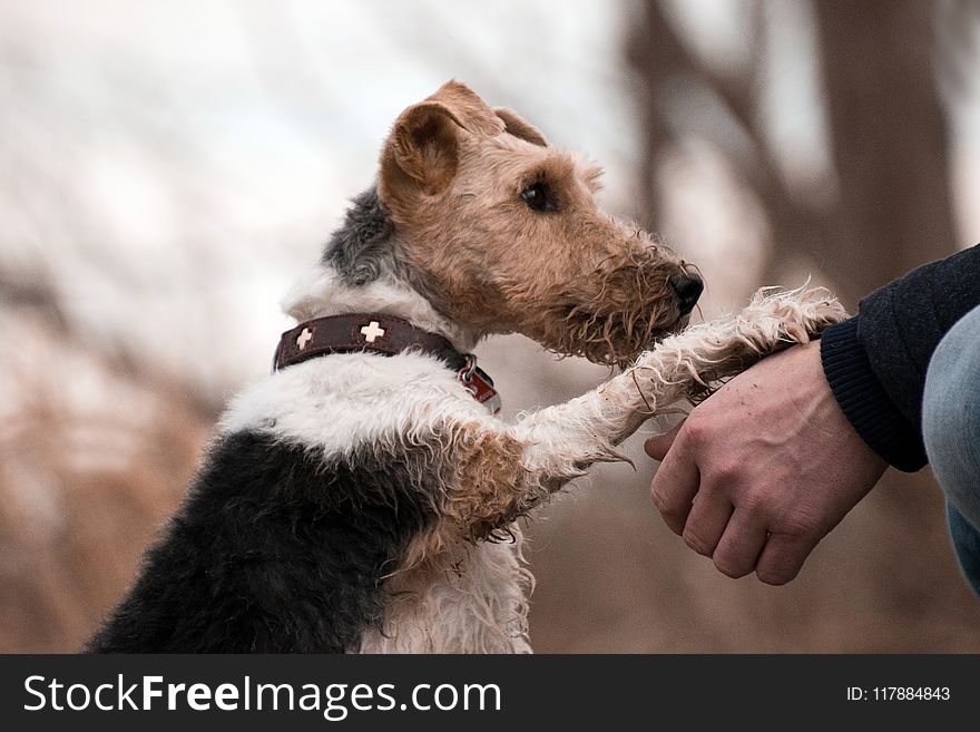 Dog, Dog Breed, Dog Like Mammal, Wire Hair Fox Terrier
