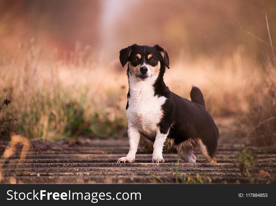 Dog, Dog Breed, Dog Like Mammal, Dog Breed Group