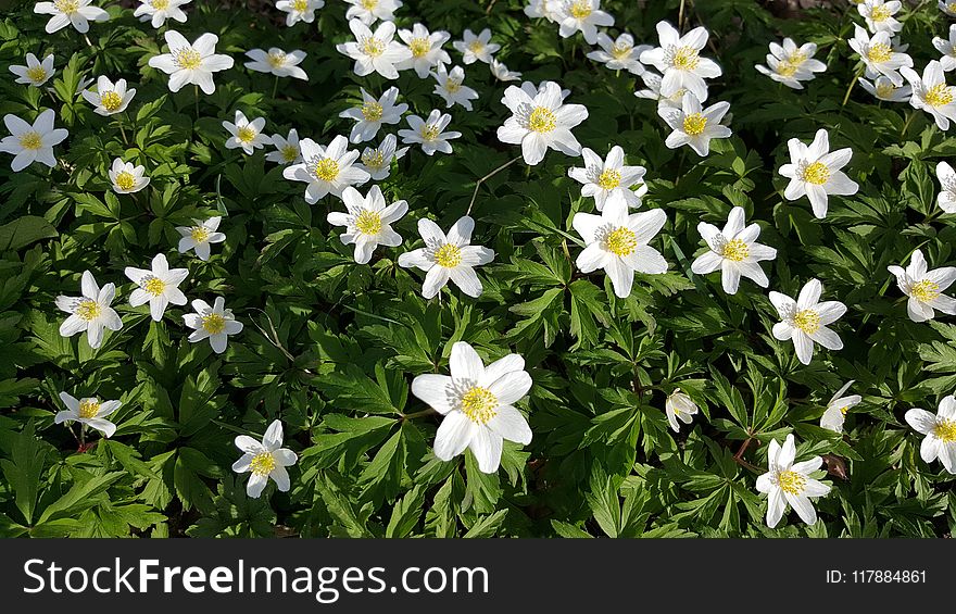 Flower, Plant, Flora, Flowering Plant