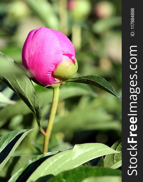 Flower, Plant, Peony, Bud