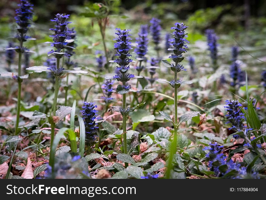 Plant, Flora, Hyssopus, Nepeta