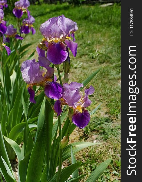 Flower, Plant, Flowering Plant, Iris Versicolor