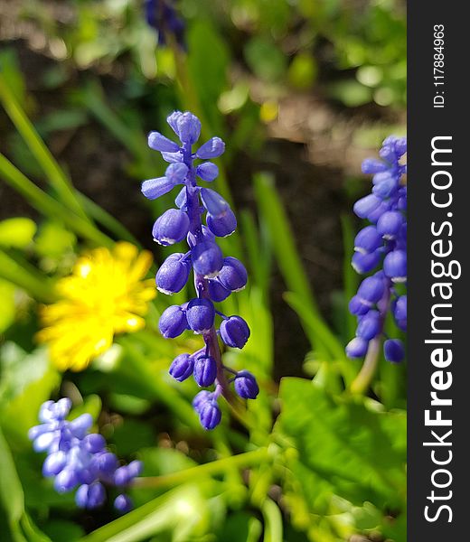 Plant, Flower, Flora, Hyacinth