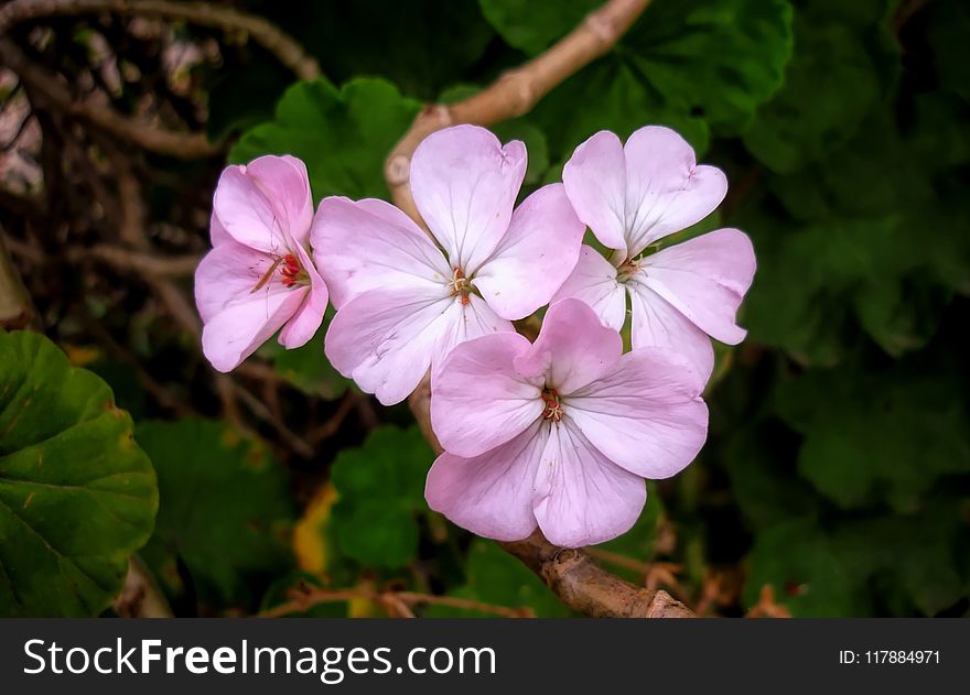 Flower, Flora, Plant, Flowering Plant