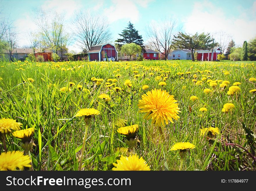 Flower, Yellow, Meadow, Field