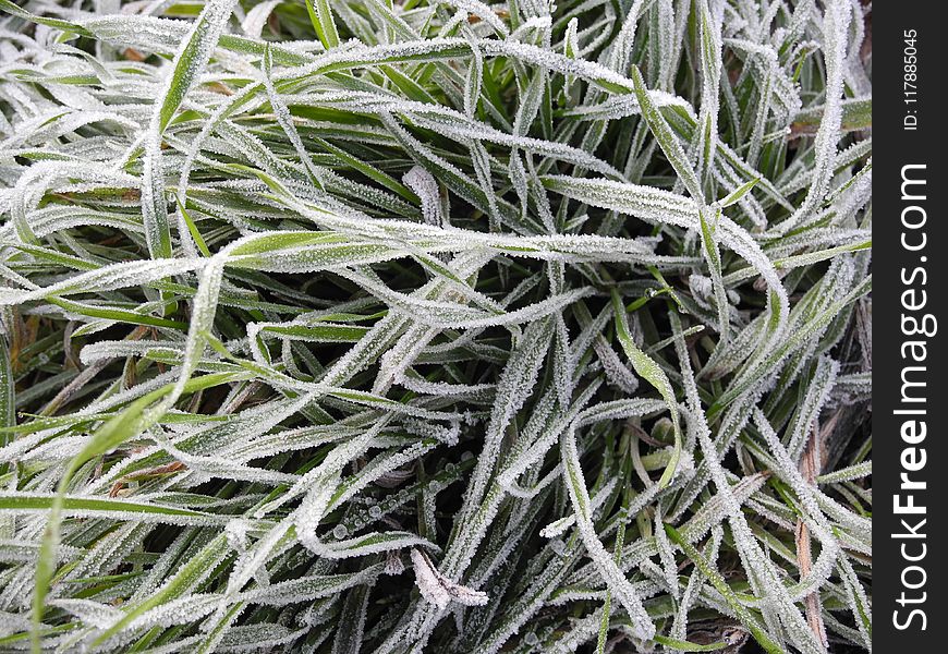 Plant, Grass, Frost
