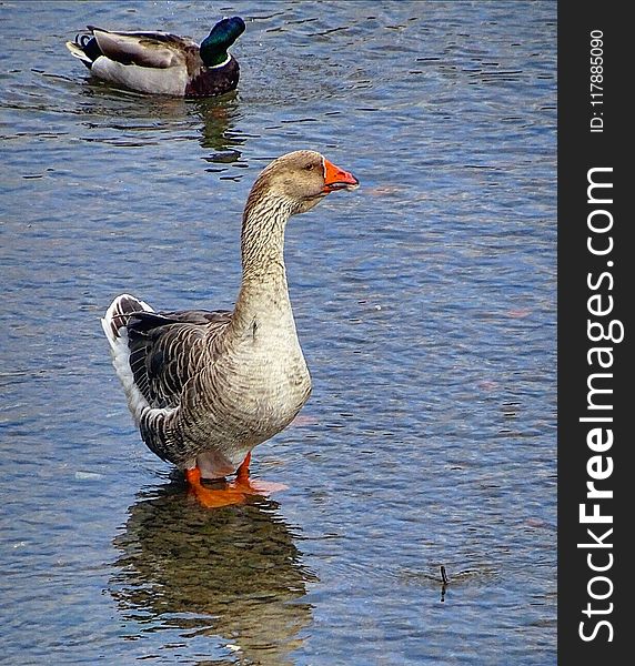 Bird, Water Bird, Water, Duck