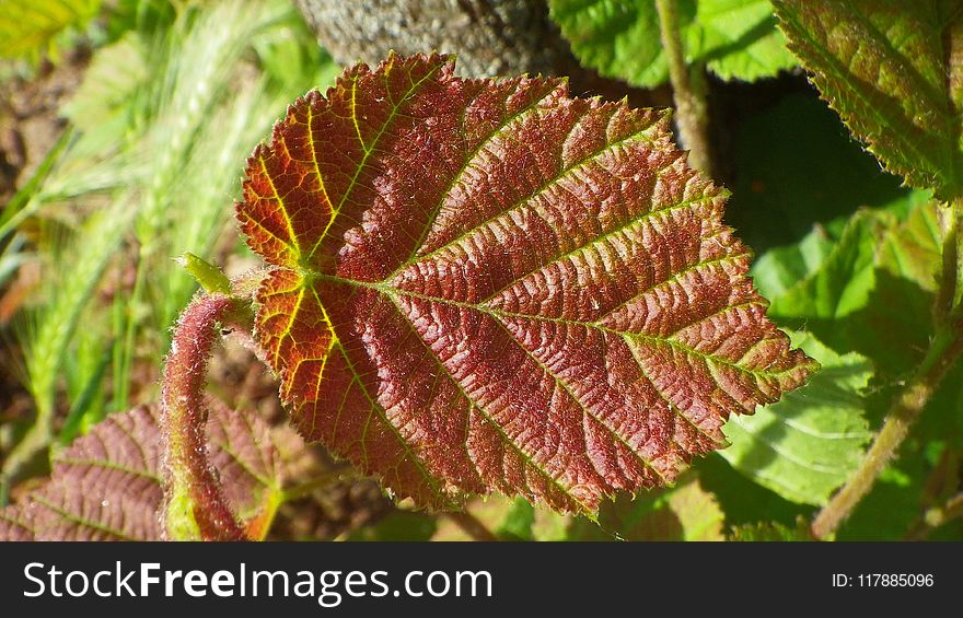 Leaf, Vegetation, Plant, Deciduous