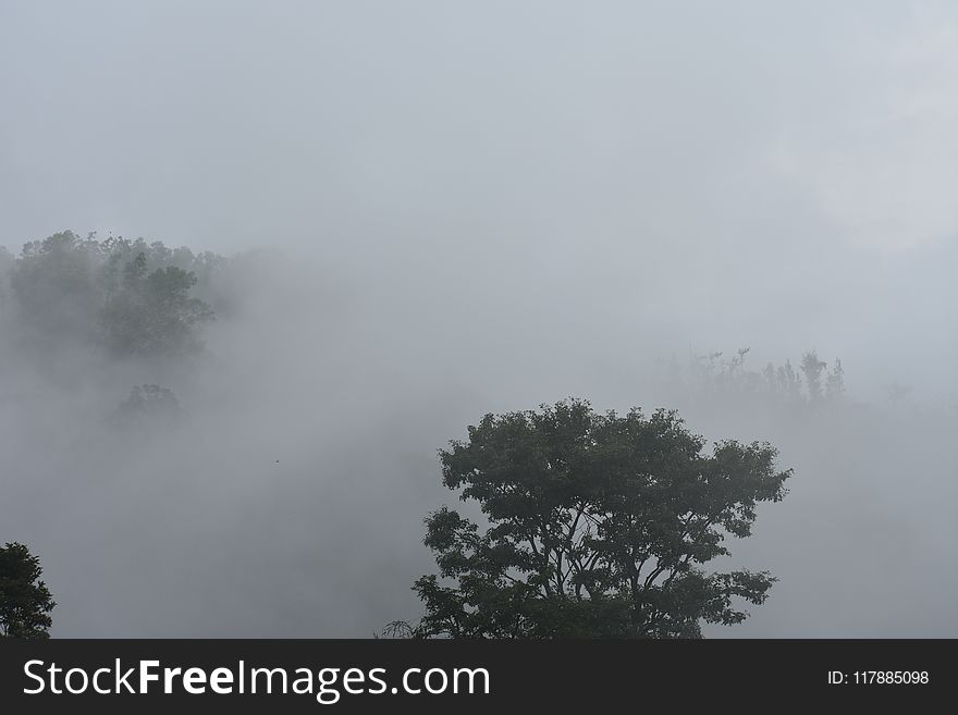 Fog, Mist, Sky, Cloud