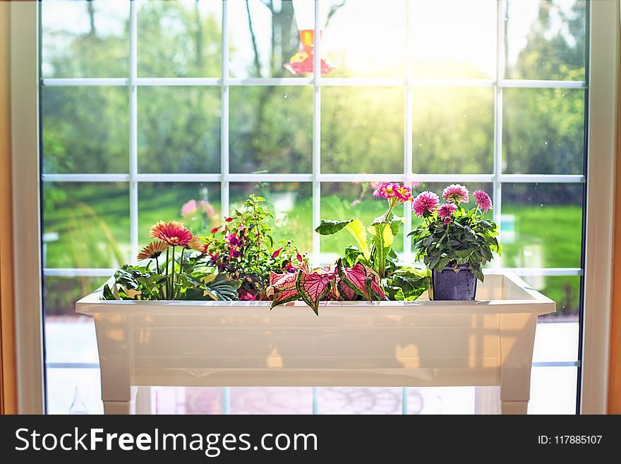 Flower, Plant, Window, Floristry