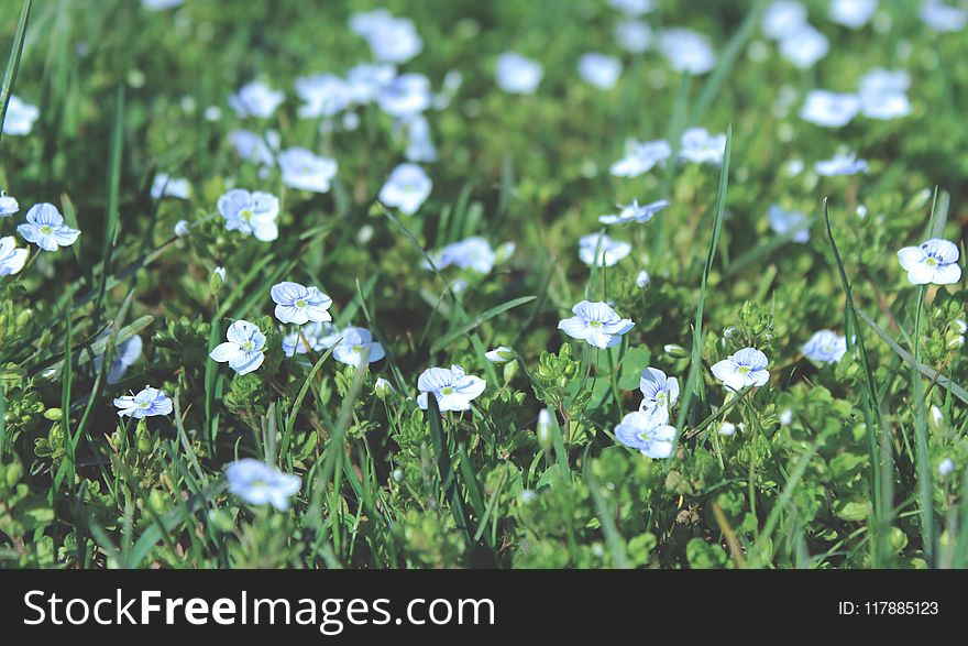 Flower, Flora, Plant, Grass