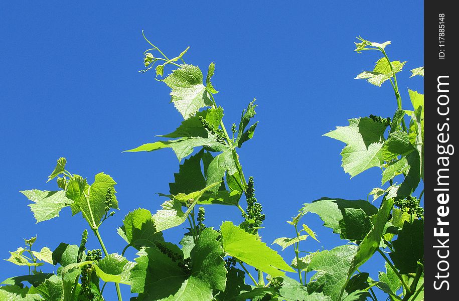 Sky, Grapevine Family, Leaf, Flora