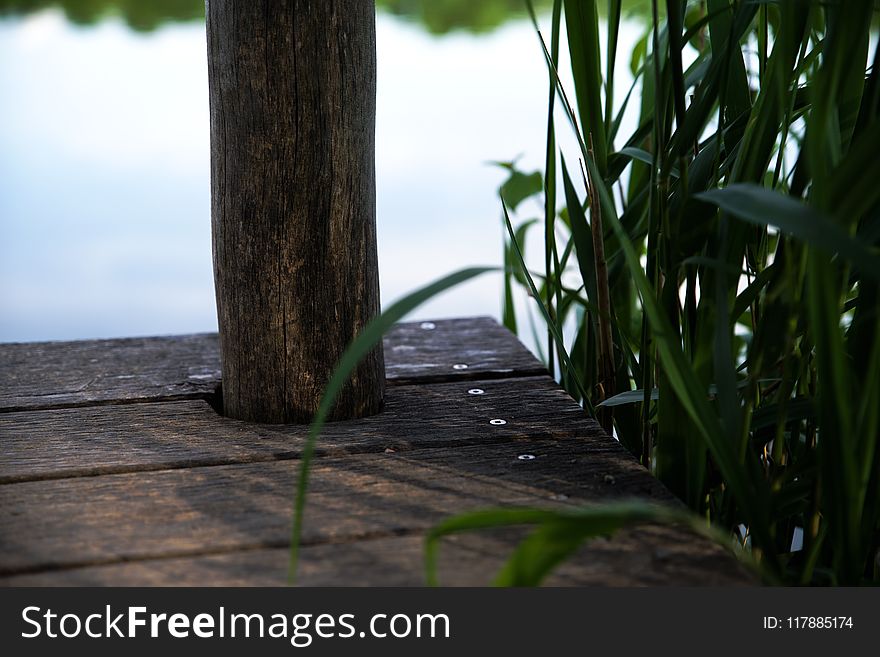 Green, Tree, Plant, Grass