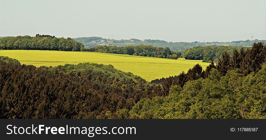 Agriculture, Rural Area, Field, Leaf