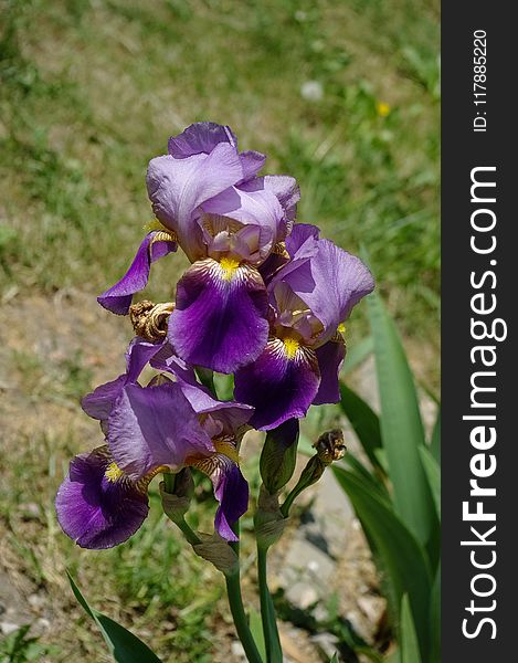 Flower, Plant, Flowering Plant, Purple