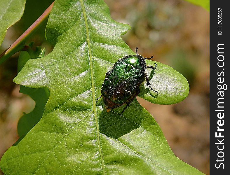 Insect, Leaf, Beetle, Leaf Beetle