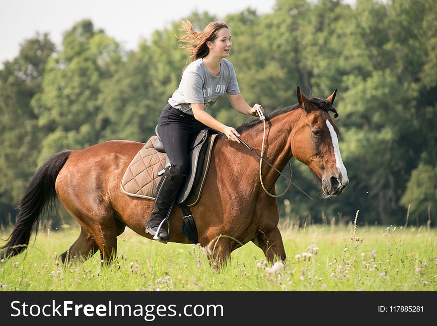 Horse, Rein, Bridle, Trail Riding