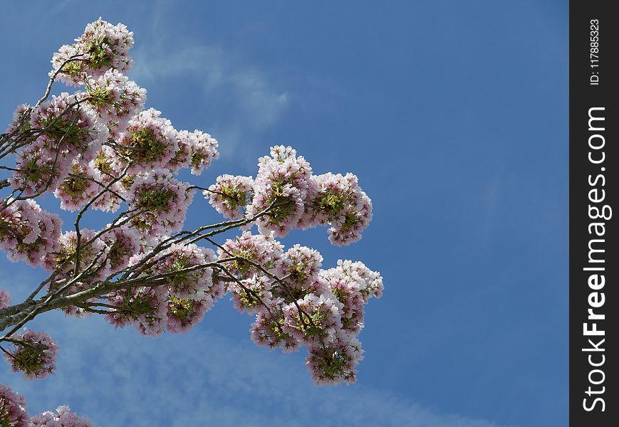 Sky, Tree, Blossom, Flora
