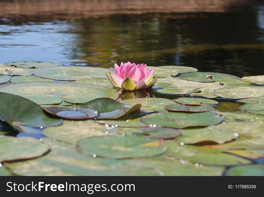 Flower, Water, Plant, Reflection