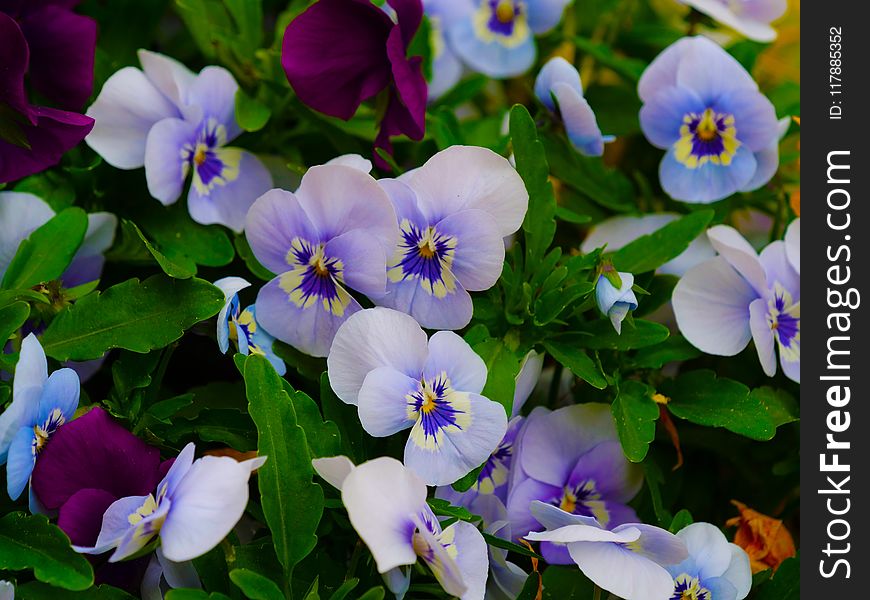 Flower, Blue, Plant, Flowering Plant