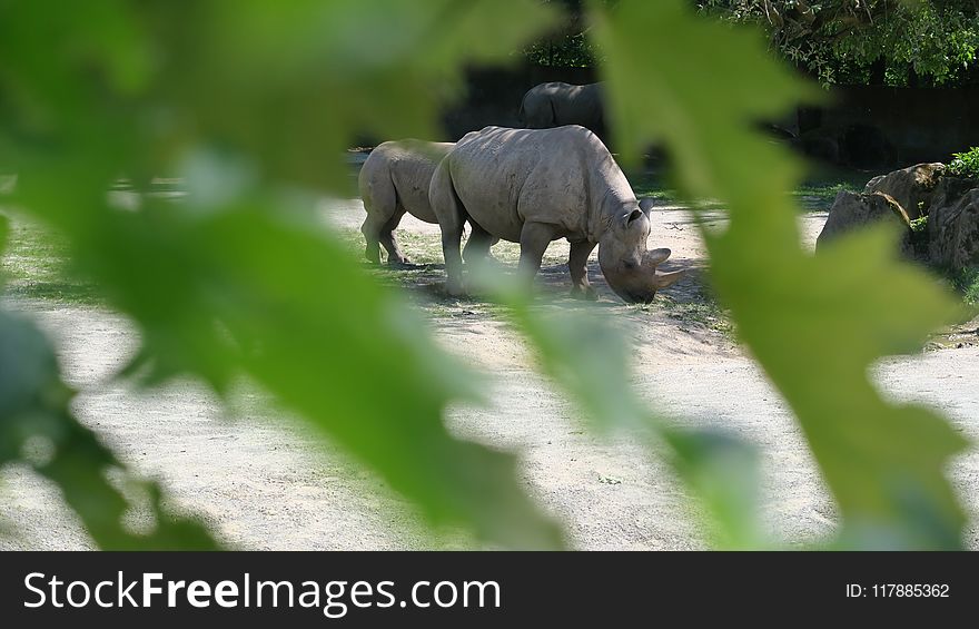 Wildlife, Fauna, Terrestrial Animal, Rhinoceros