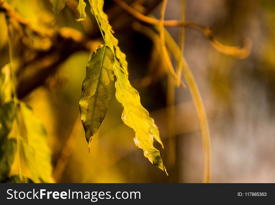 Leaf, Yellow, Branch, Close Up