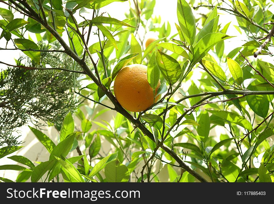 Citrus, Fruit Tree, Plant, Fruit