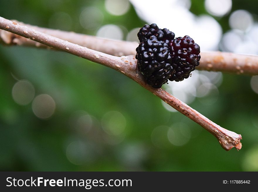 Mulberry, Fruit Tree, Red Mulberry, Berry