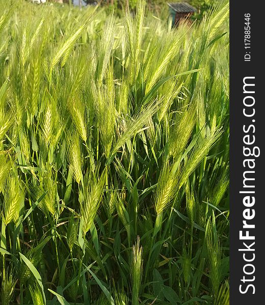 Triticale, Food Grain, Barley, Grass