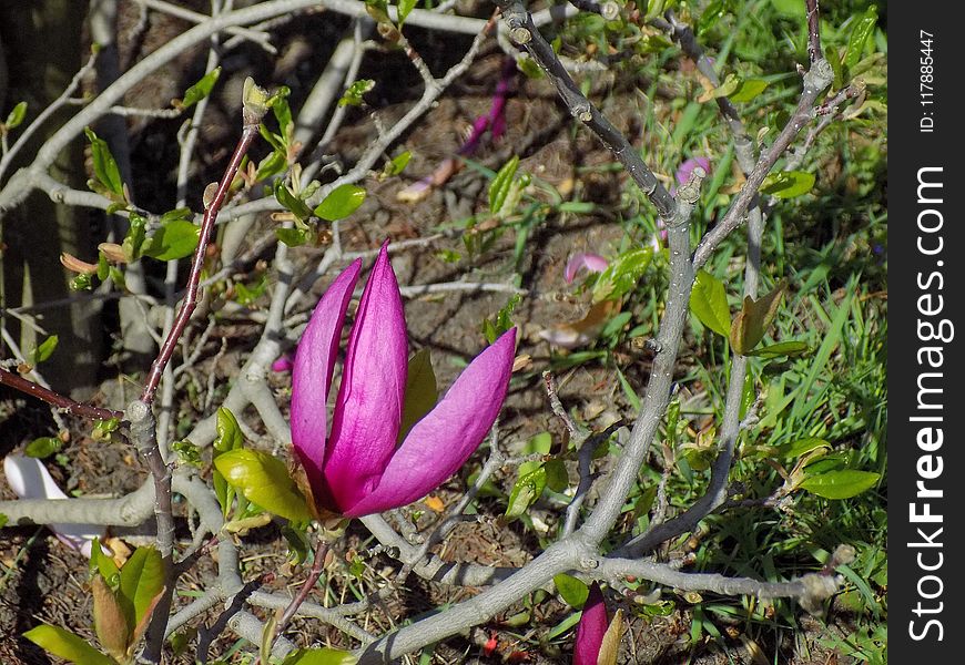 Plant, Flower, Flora, Vegetation