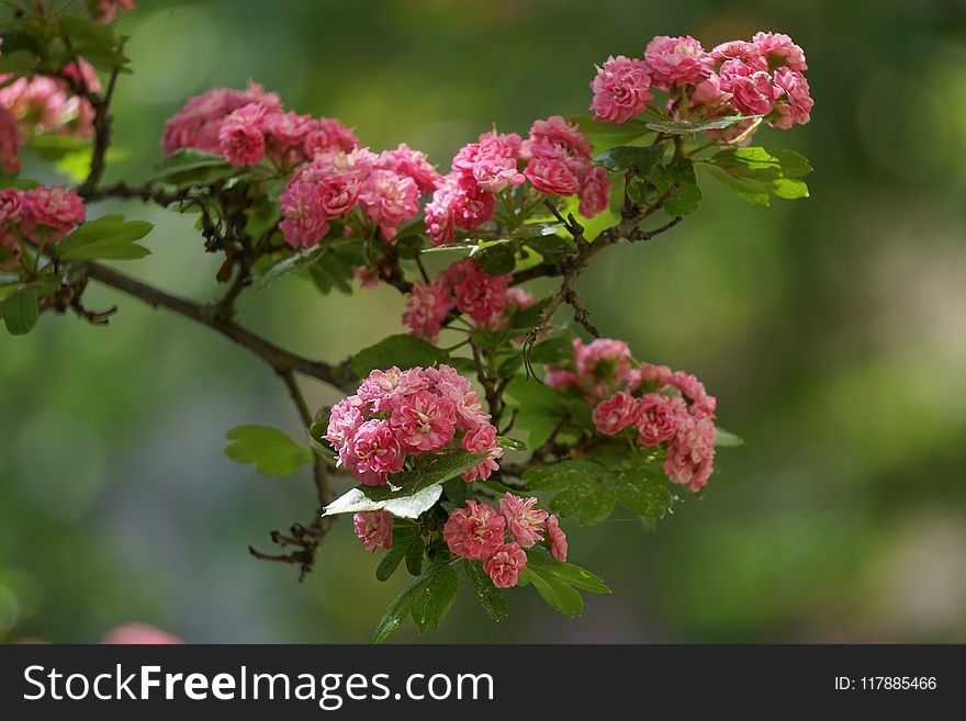 Flower, Plant, Hawthorn, Branch