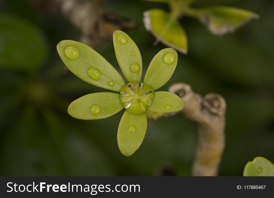Flora, Leaf, Macro Photography, Organism