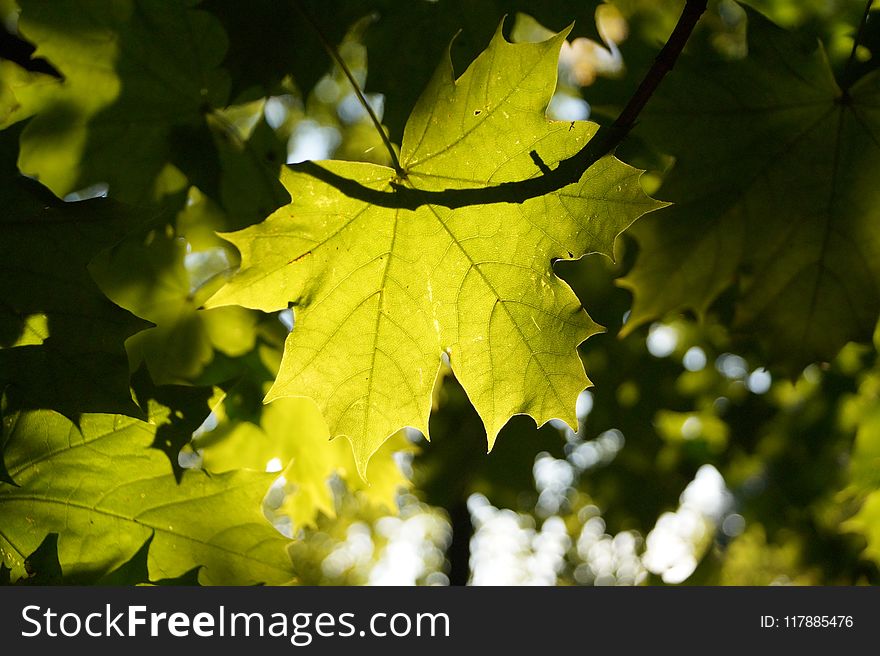 Leaf, Maple Leaf, Autumn, Tree