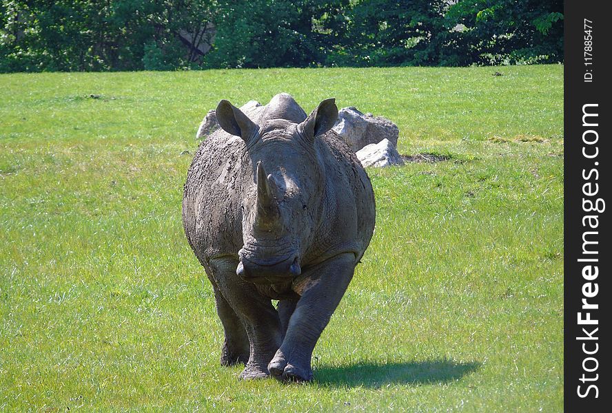 Rhinoceros, Grass, Terrestrial Animal, Fauna