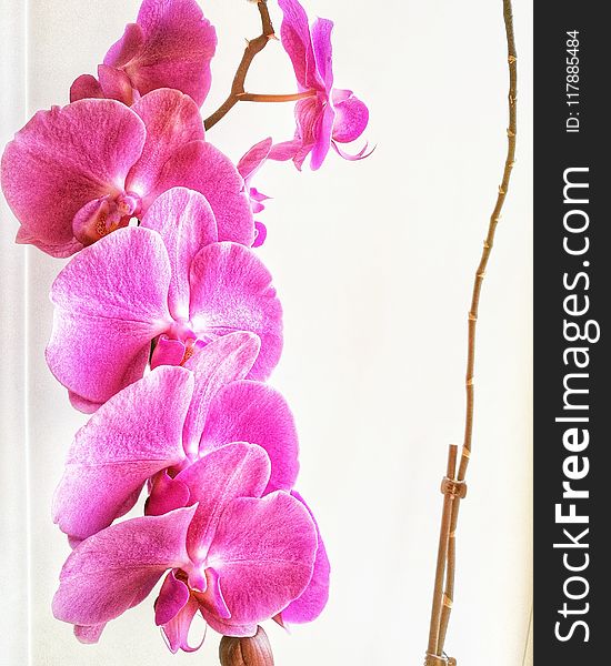 Flower, Pink, Flowering Plant, Purple