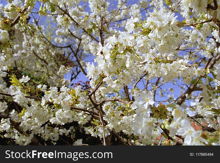 Blossom, Spring, Branch, Tree