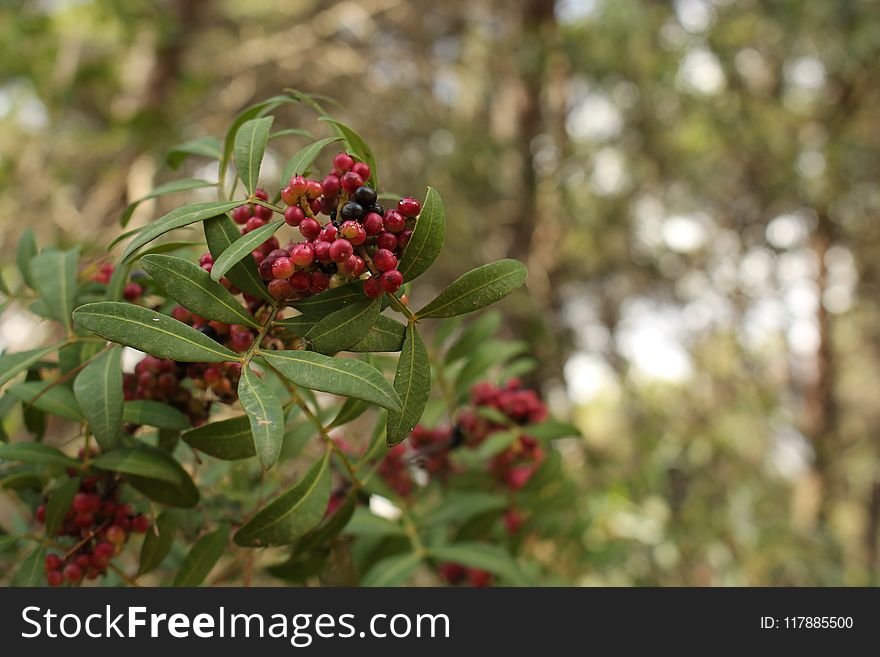 Berry, Plant, Pistacia Lentiscus, Buffaloberries