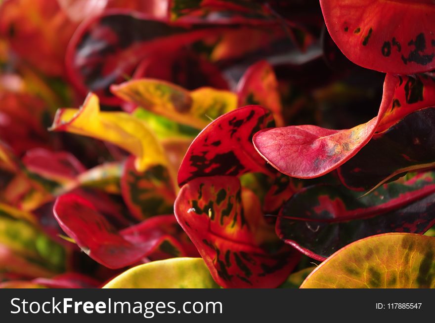 Red, Flora, Yellow, Leaf
